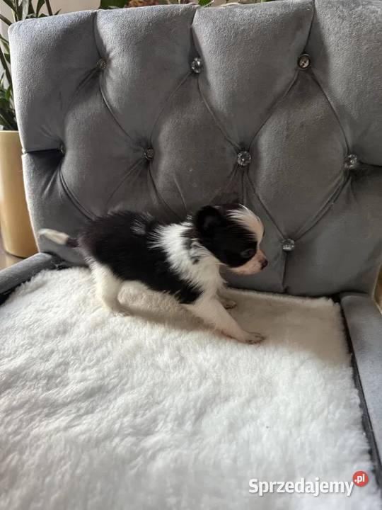 Papillon spaniel kontynentalny miniaturowy