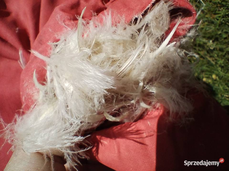 Komplet z pierza ręcznie skubanego pierzyna Racibórz