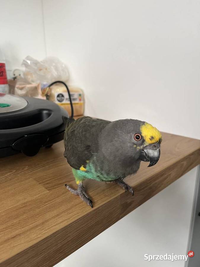 Afrykanka Złotoplama Meyera Samiec z grudnia Zwierzęta pomorskie Wejherowo