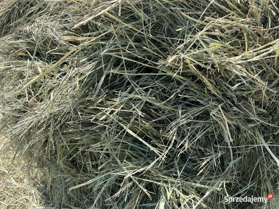 Siano Trawy, słoma Budzyń sprzedam