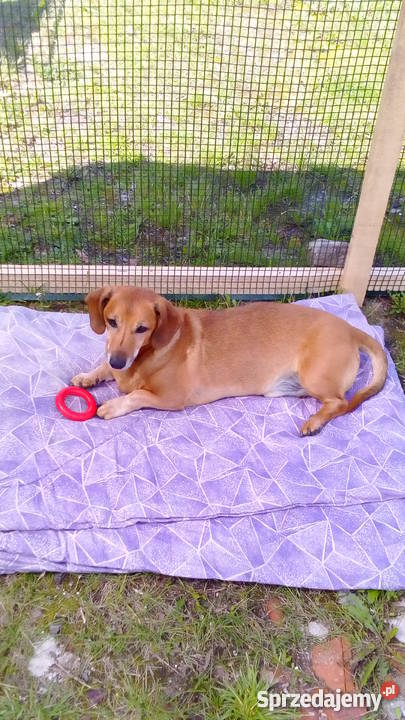 Domowy hotel psów małe rasy bez klatek Luzino