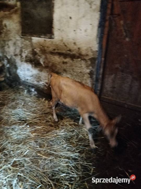 Cielisia Jersey Różanka