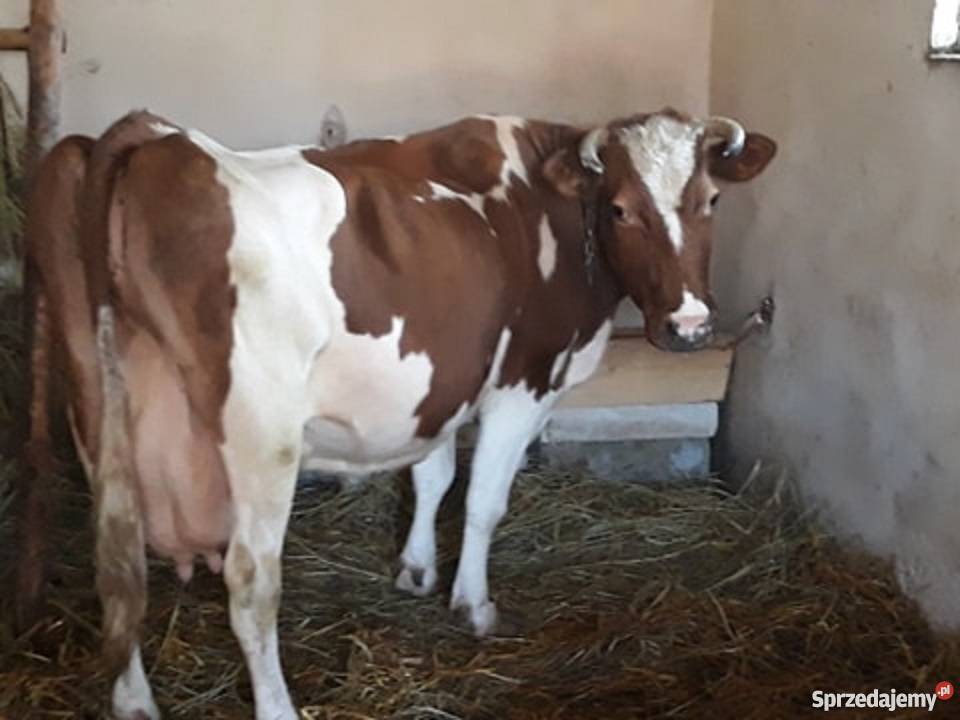 Sprzedam krowę Bydło mleczne