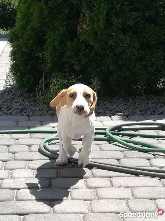 Piękna 3miesięczna sunia beagle Silno