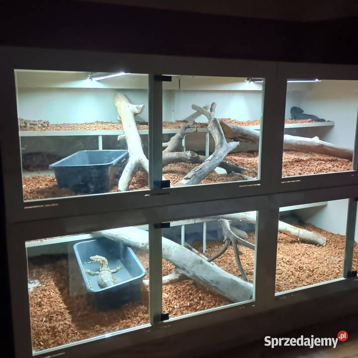 Black dragon terrarium Gady i płazy Kraśnik sprzedam