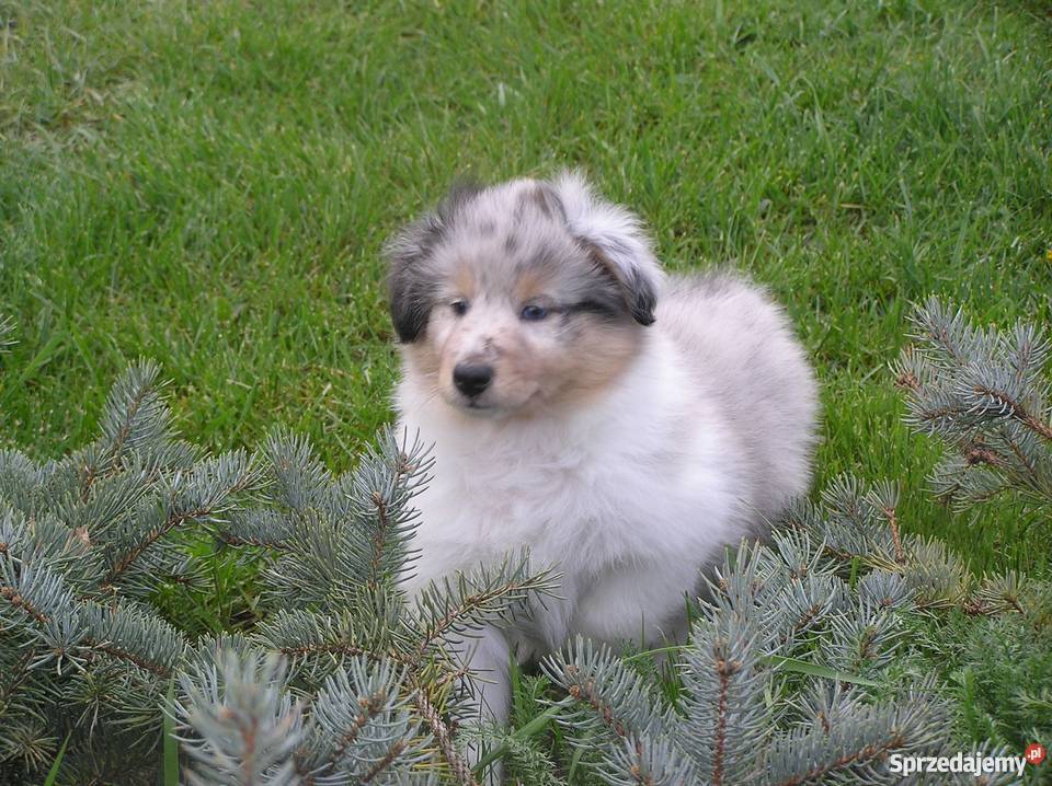 Owczarek szetlandzki shelie szczenięta Jaktorów