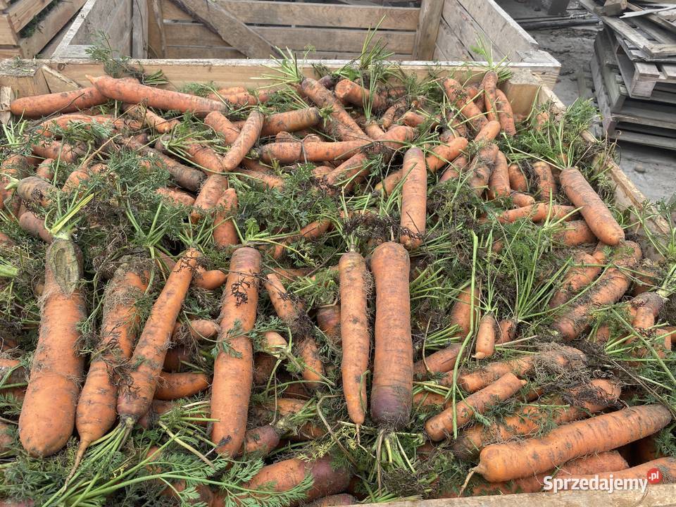 MARCHEW ODPADOWA Wójcin