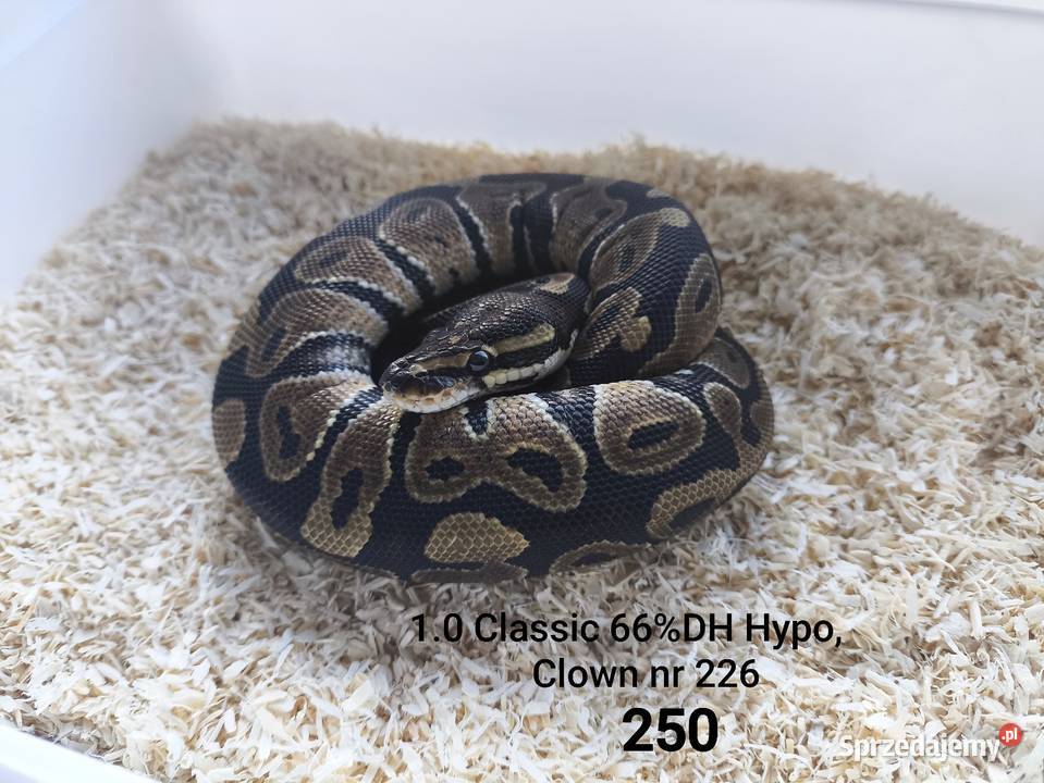 Wąż pyton królewski 226 Boruja Kościelna