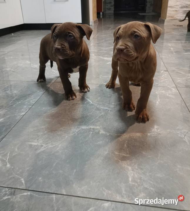 PitBull Red Nose Płock