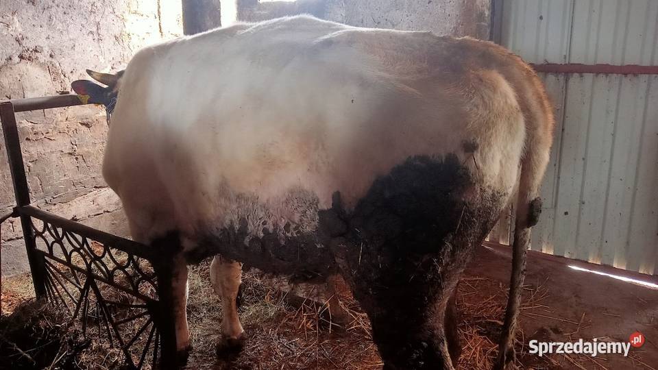 Byk opas do dalszej hodowli Sochaczew