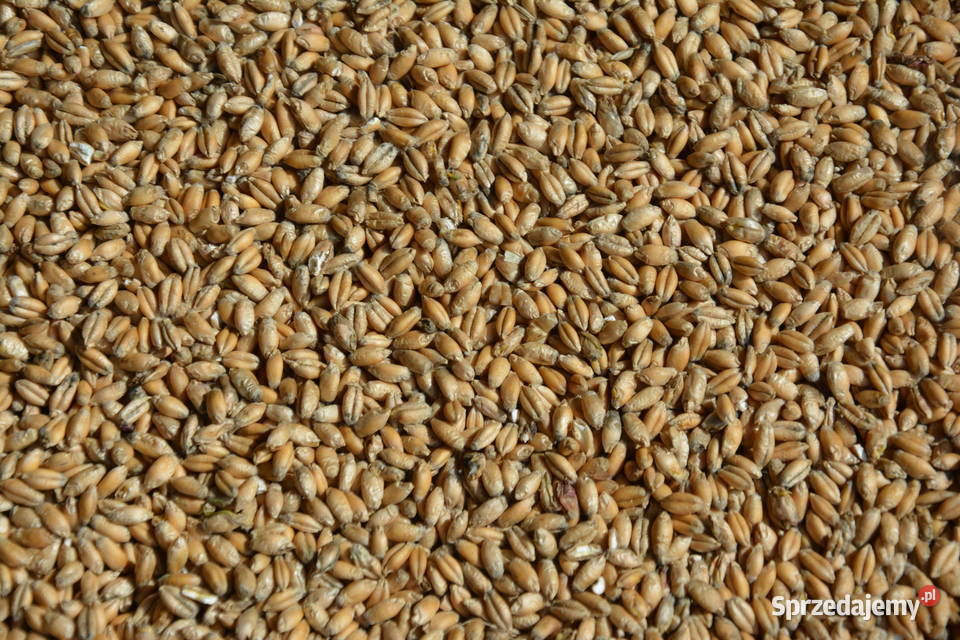 Pszenżyto Ozime 2025 Godowa