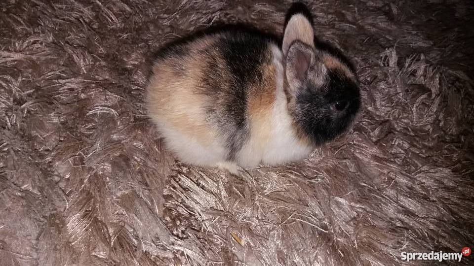 Króliki miniaturki rex Zwierzęta Łódź