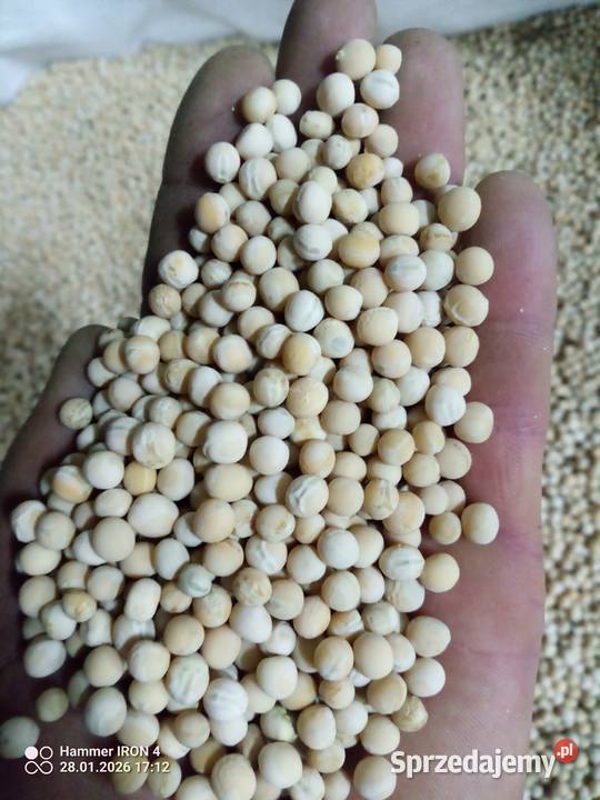 Groch Astronaute i Ostinato Pozostałe Marynin sprzedam