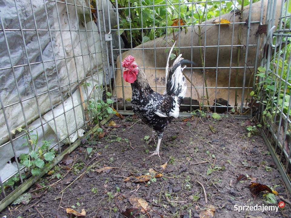 Liliputki para kogut kura kury Kutno