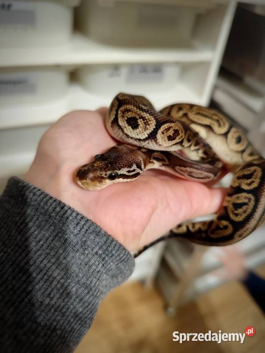 Samiczka Pyton Królewski cb25 Gady i płazy Pruszków