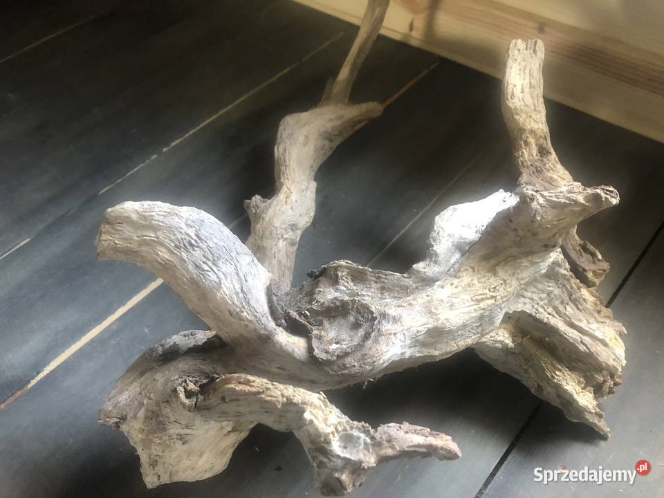 Korzeń dekoracja drift wood Ciepielów