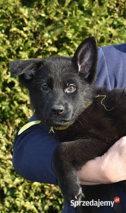 Owczarek Niemiecki Krótkowłosy Bielsko-Biała