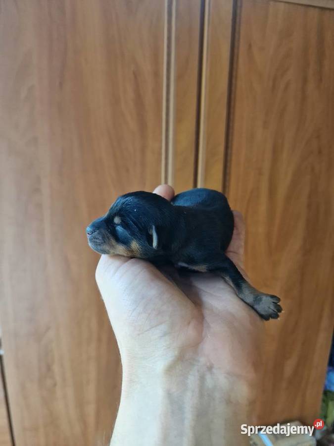 pinczer miniaturowy XXS ratlerek sarenka mały Myszyniec sprzedam