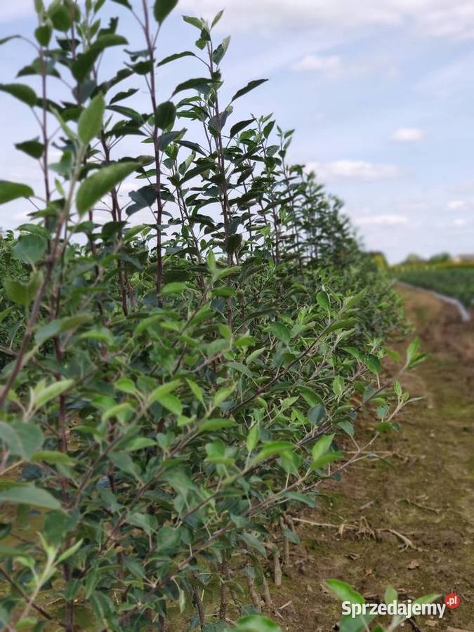 Drzewka Owocowe Producent Wysyłka Owocowe Dębica sprzedam
