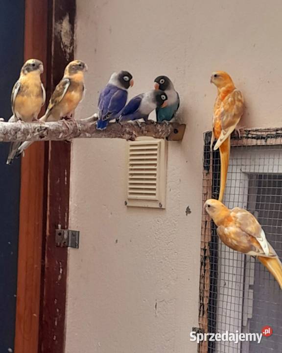 Sprzedam swiergotki nierozłączki nimfy faliste wielkopolskie Ostrów Wielkopolski sprzedam