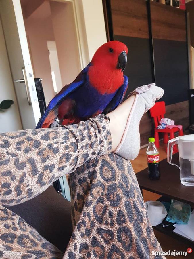 Lora wielka para Zielona Góra