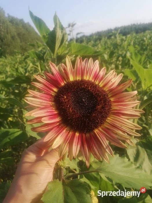 Słonecznik ozdobny kwiaty cięte Pozostałe Szostaki