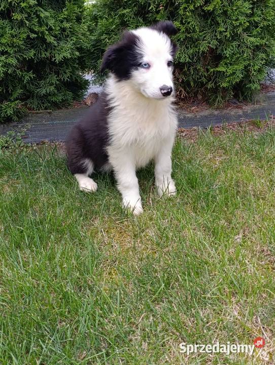 Border Collie SuczkaBadania genetyczne rodziców Szczaworyż