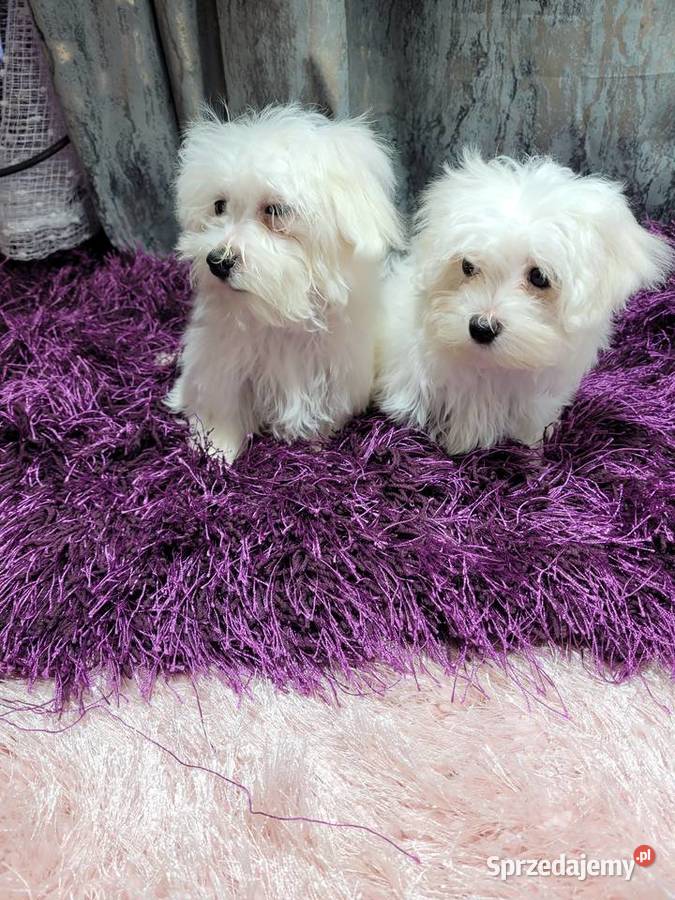 Maltańczyki pieski i suczki Kraków