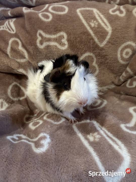 świnka morska cavia domowa SAMIEC Koszyce Wielkie
