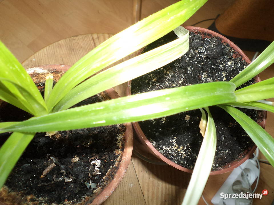 pandan kwiat doniczkowy Warszawa