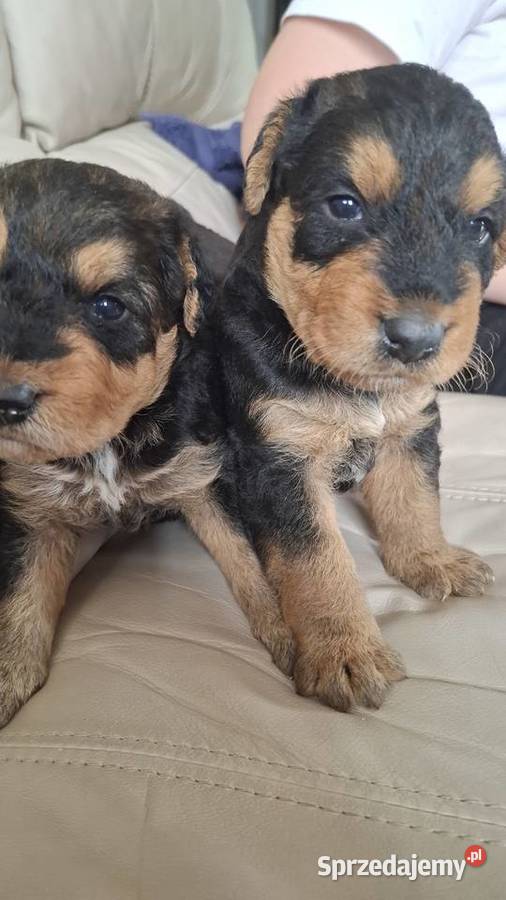 Airedale Terrier szczenięta rasowe ZKwP