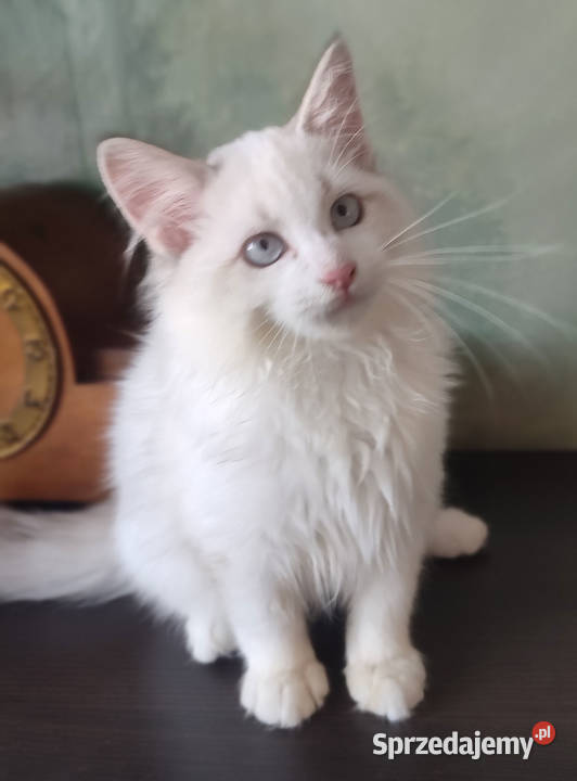 Wally Dumka Pl cudowny kocurek neva masquerade