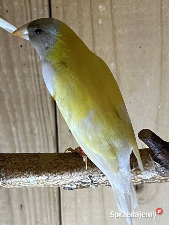 Amadyna wspaniała samiec 2025 r Ruda Śląska