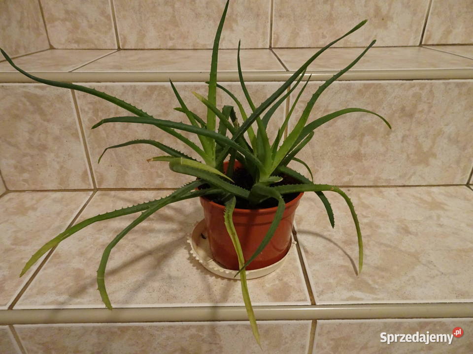 Aloes drzewiasty Warszawa sprzedam