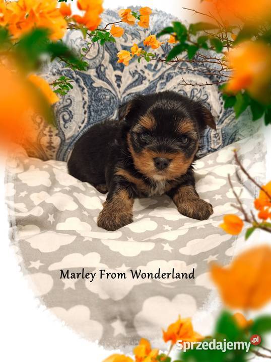 Marley YORK Black And Tan Piękny piesek Rodowód Wrocław sprzedam