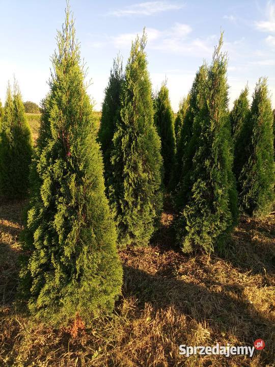 Tuje szmaragd Kopane z gruntu Piękne i zielone Błonie sprzedam