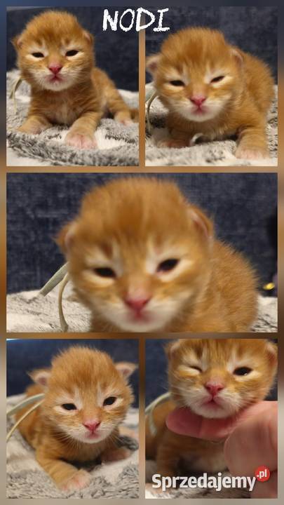 Maine coon do rezerwacji odbior lipiec Maine Coon Szczecin