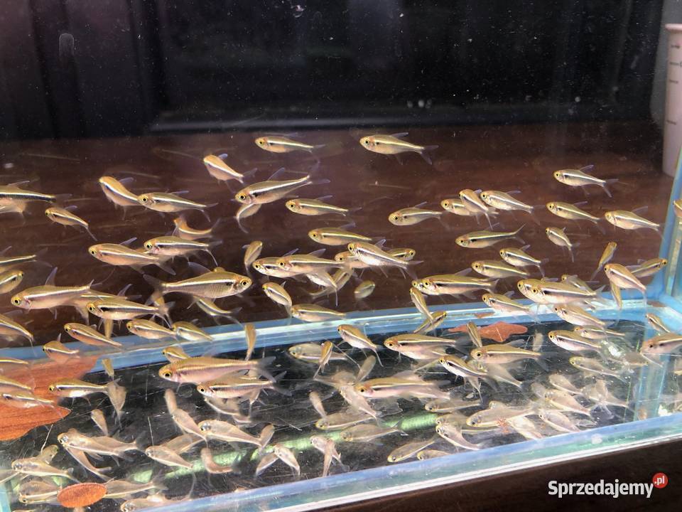 Neon czarny Neonki czarne łódzkie Justynów