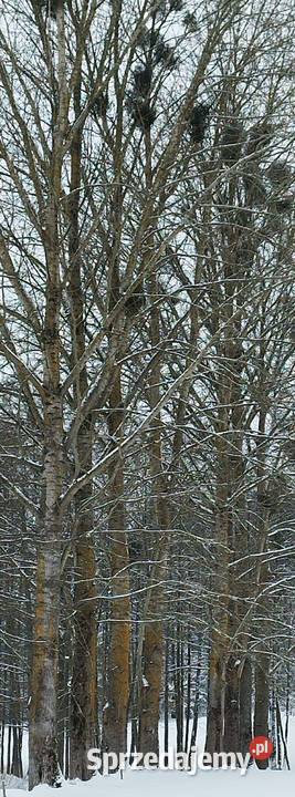 Sprzedam topole do ścięcia Banie Mazurskie
