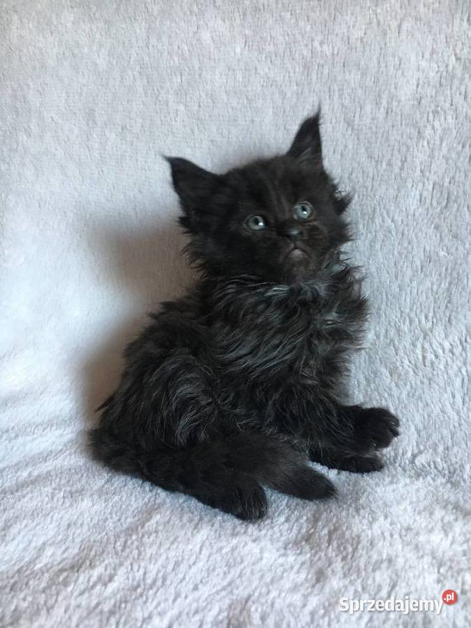Kocięta Maine Coon wielkie koty małopolskie Kraków