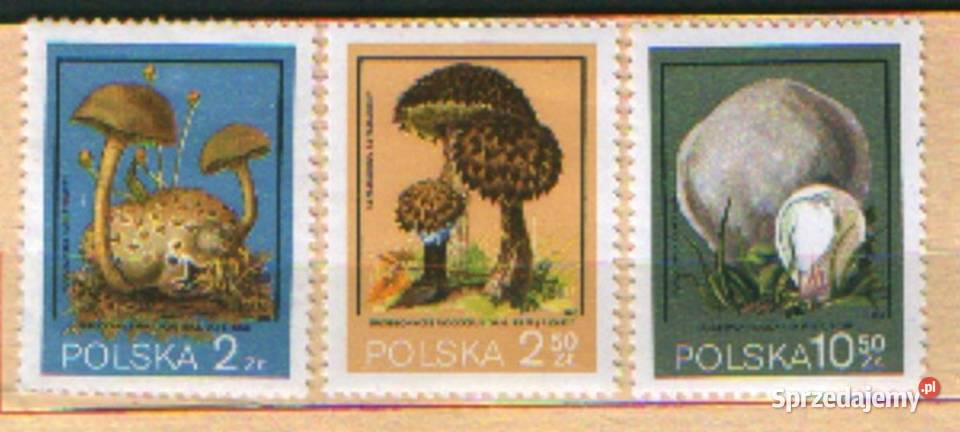 Zn Fi 2445 8 50 1980 śląskie Gliwice