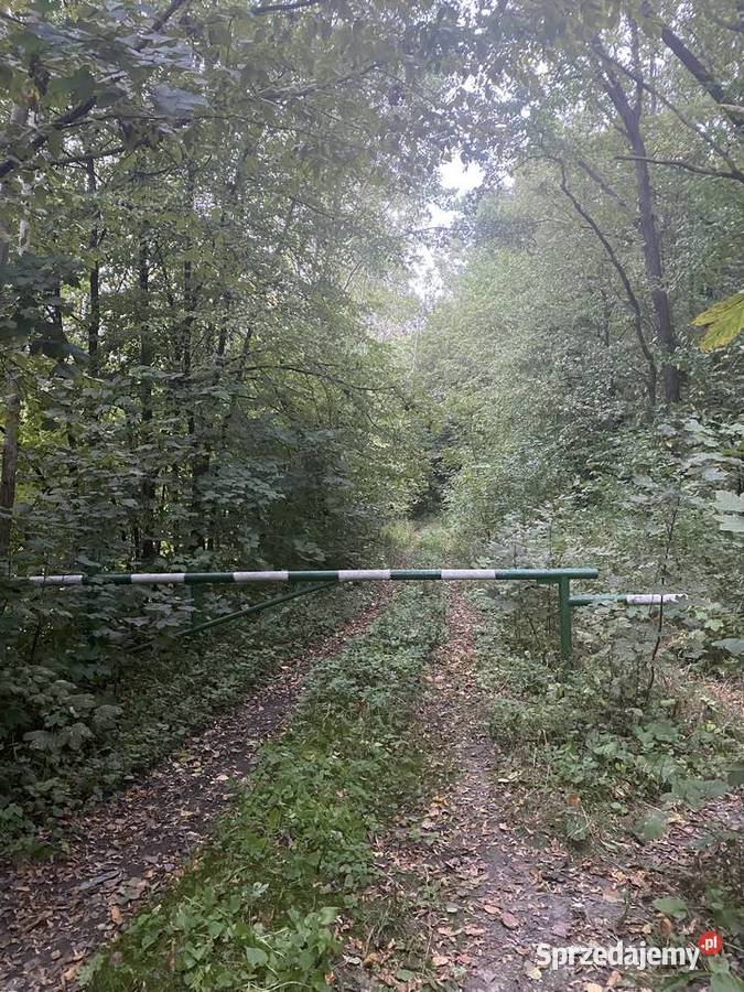 Wydzierżawię działkę rolną 37ha 37000m2 Krzczonów