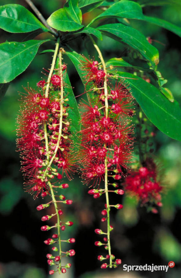 BARRINGOTNIA RACEMOSA Barringtonia racemosa kujawsko-pomorskie Lubanie