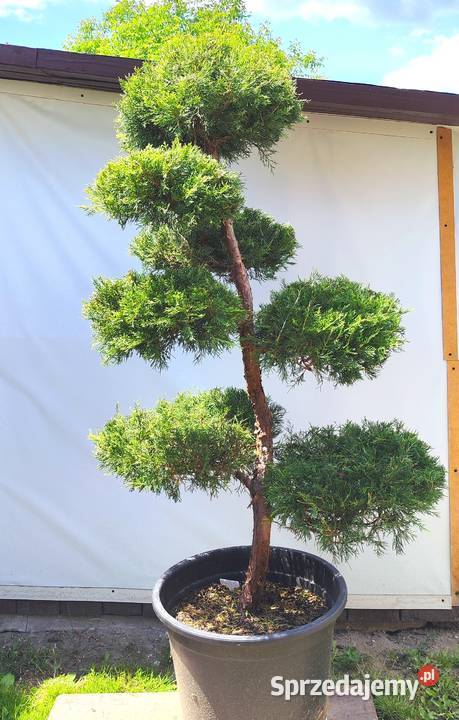 Bonsai Niwaki Jałowiec Kuriwao Gold