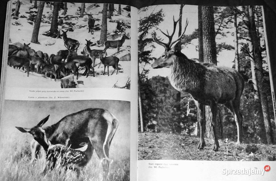 Ssaki Włodzimierz Serafiński Ewa Pozostałe Pozostałe Chełm