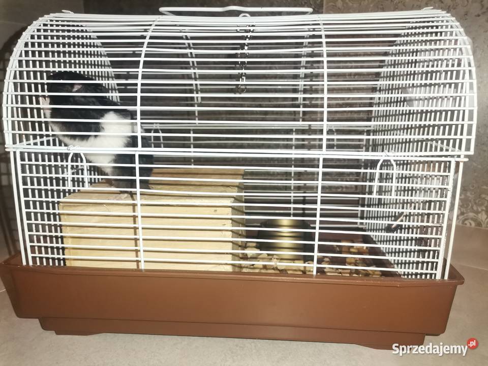 Chomik syryjski czarno białyklatkapokarm śląskie Jaworzno