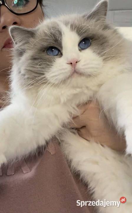 Ozzy Ragdoll Malbork sprzedam