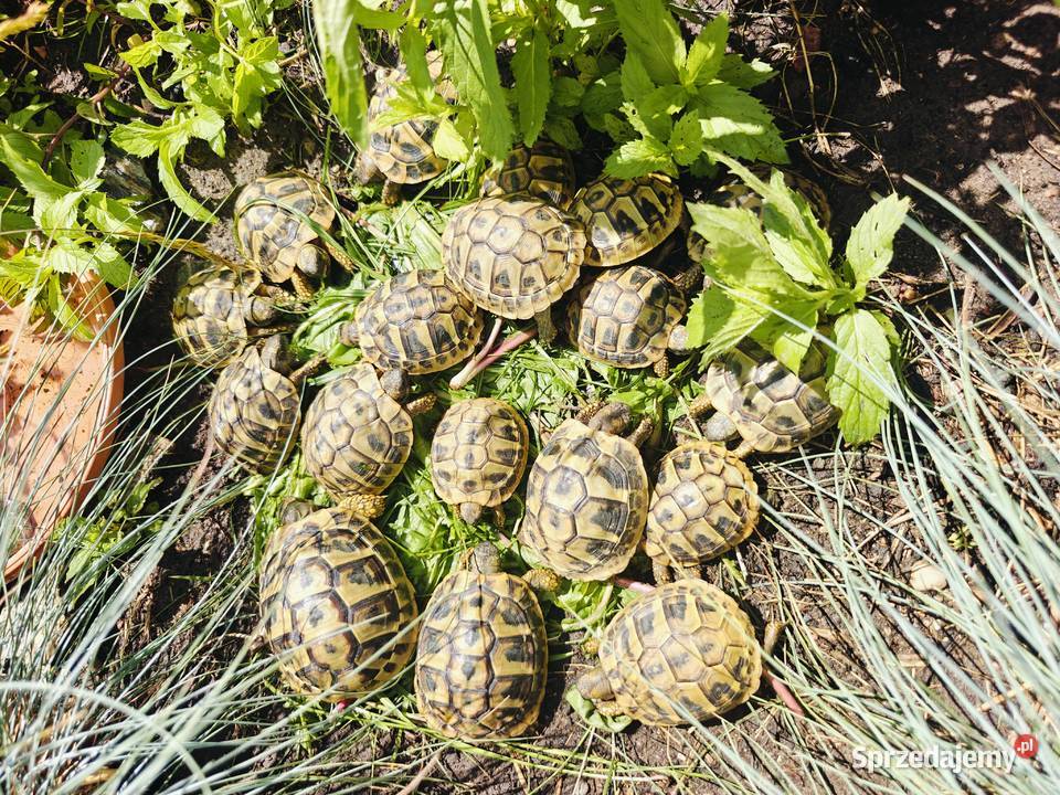 Żółw grecki (Testudo hermanni) z mojej hodowli w Gdańsku- rocznik 2024