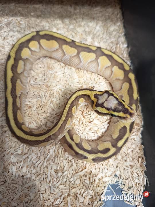 Pyton Królewski Pastel Lesser het Clown Elbląg sprzedam