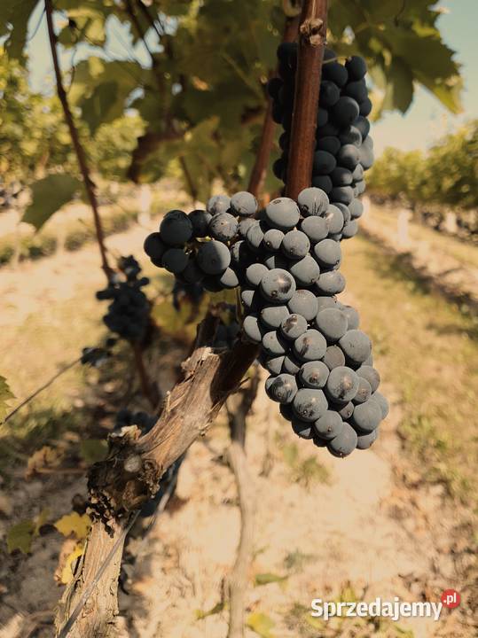 Funkcjonująca Winnica z infrastrukturą i Gwoźnica Górna